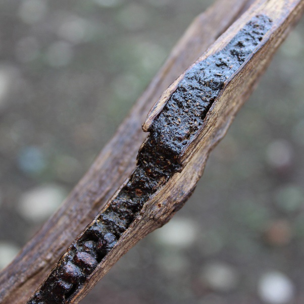 Agarwood Resin