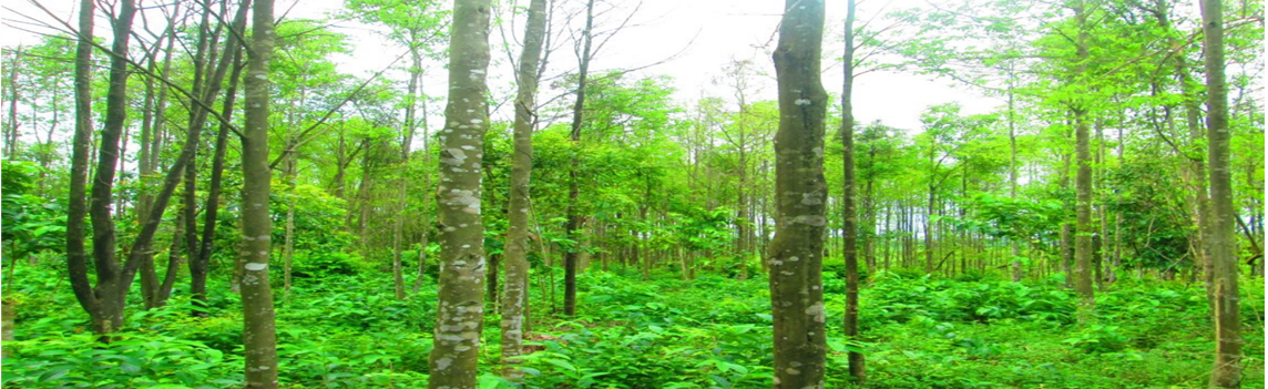 Agarwood Plantation