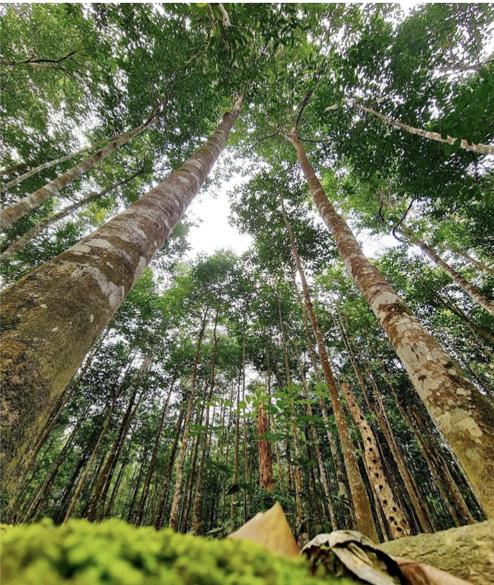 About Agarwood