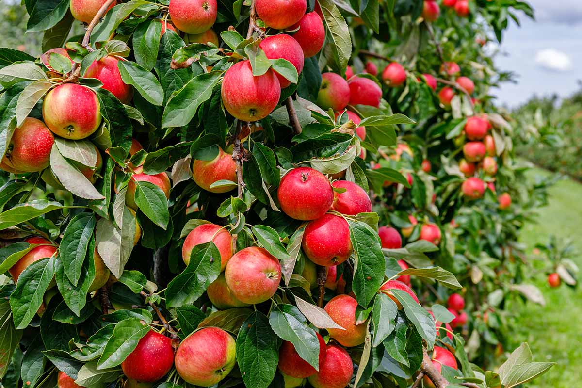 Apple Plant