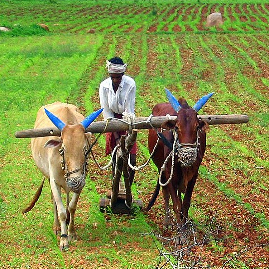 Farmer Training